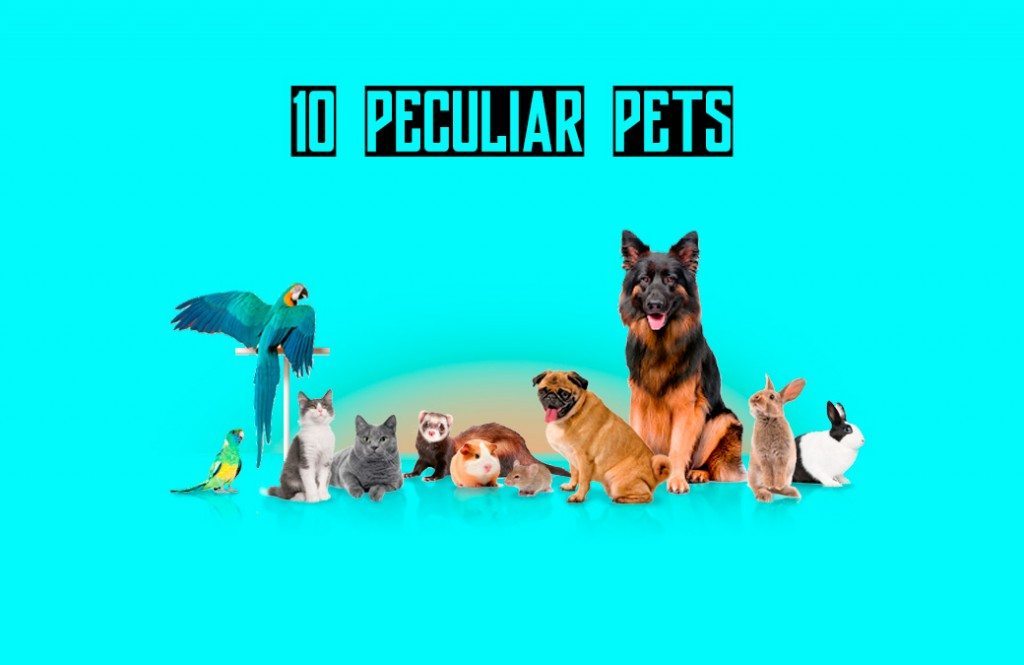 10 Most Rare And Peculiar Pets