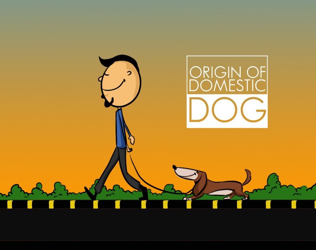 domestic-dog