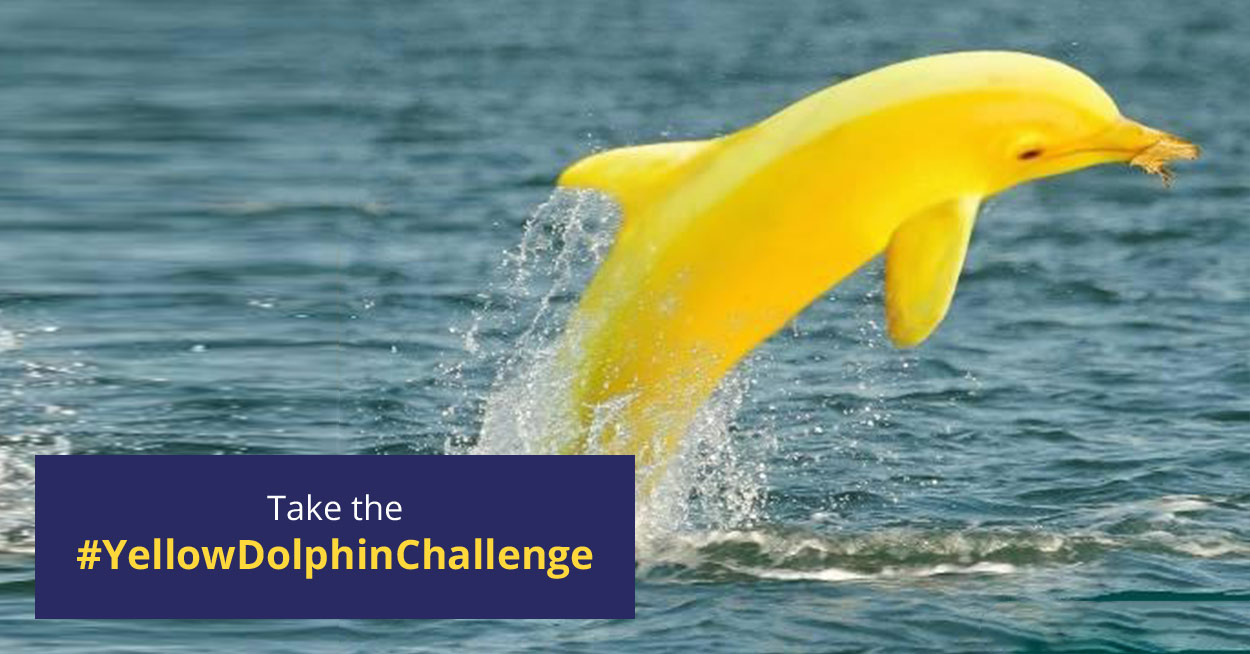 The Yellow Dolphin Challenge